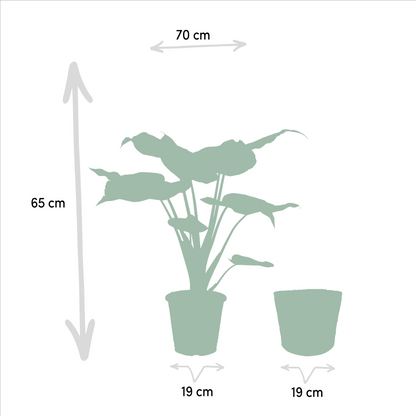 Alocasia Cucullata - Ø19cm - ↕65cm + Korb Selin