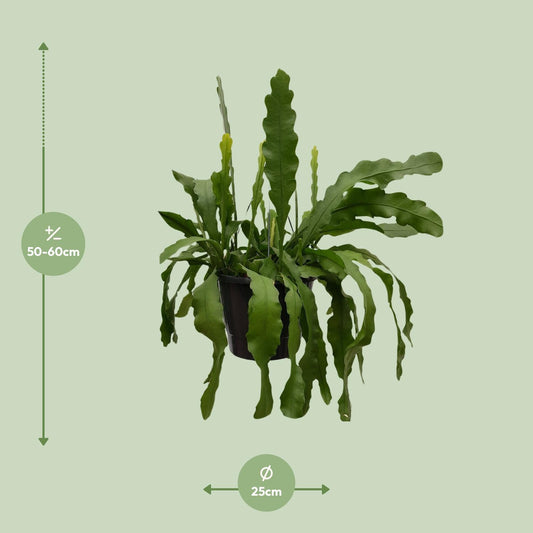 Epiphyllum Beavertale - Ø25cm - ↕60cm