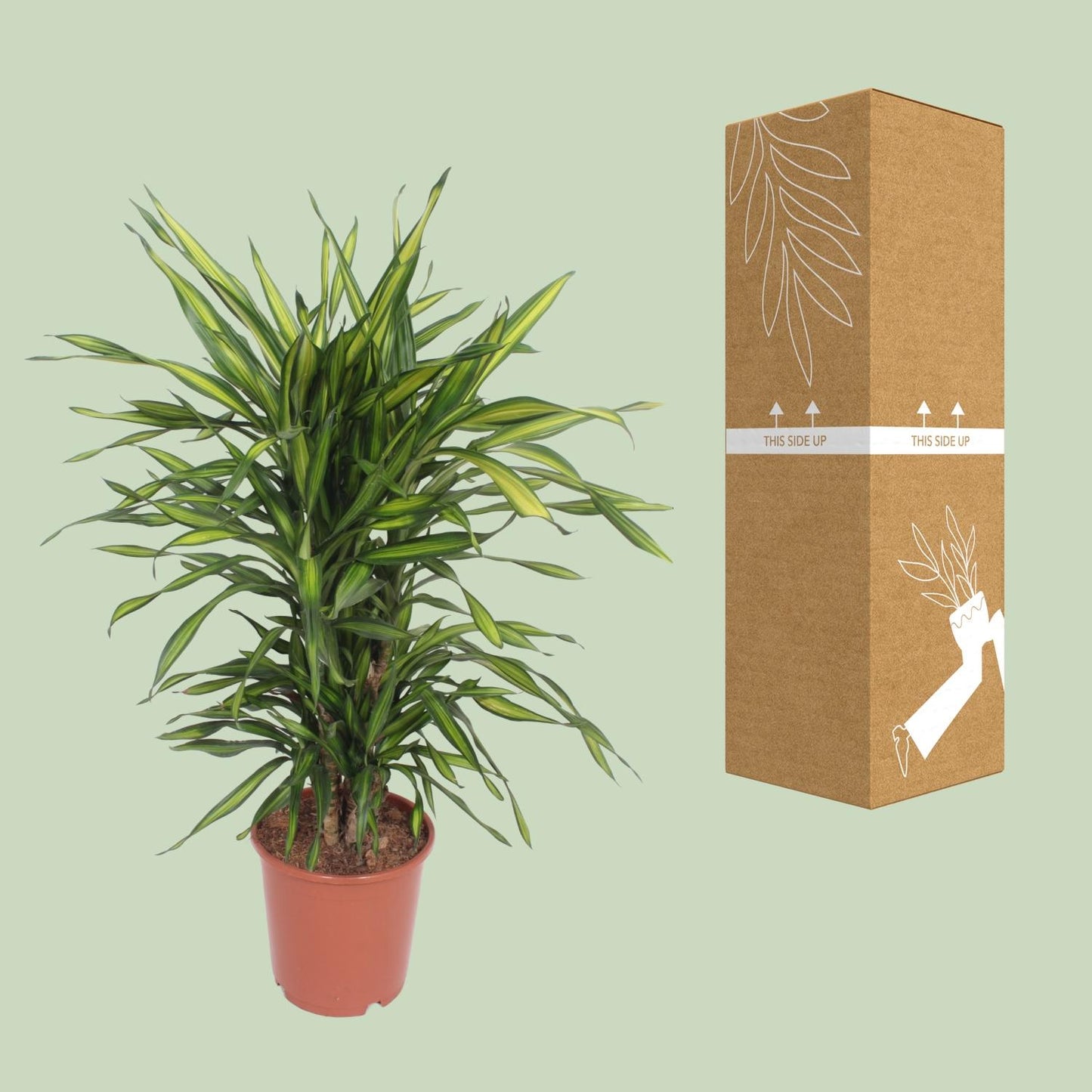 Dracaena Fragrans Riki - Ø24cm - ↕90cm