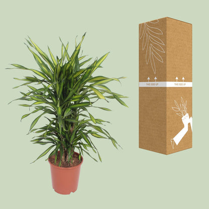 Dracaena Fragrans Riki - Ø24cm - ↕90cm
