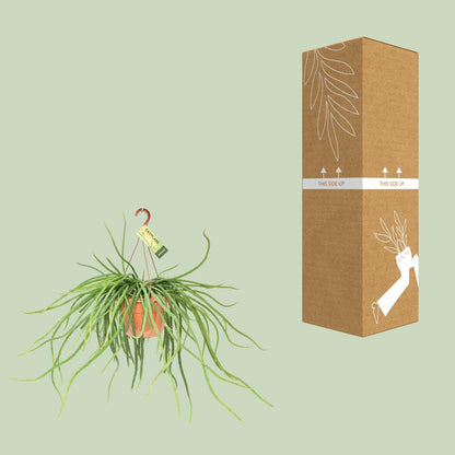 Rhipsalis Selenicereus Wercklei - Ø21cm - ↕50cm