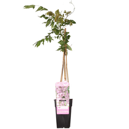 Wisteria floribunda 'Rosea' - Rosa Regen - Ø15cm - ↕65cm