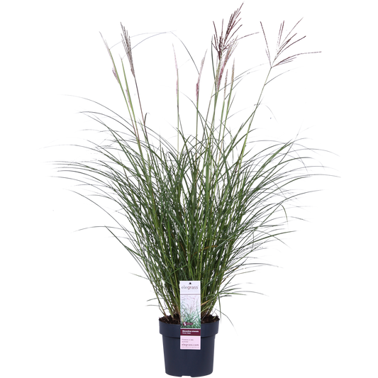 Miscanthus sinensis Ferner Osten - Ø19cm - ↕50cm - Ø19 - ↨50cm