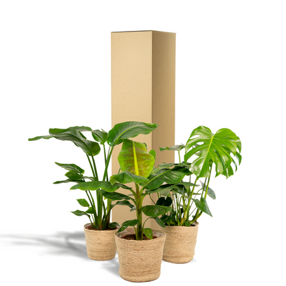 Monstera Deliciosa - Ø21cm - ↕75cm + Alocasia Zebrina - Ø19cm - ↕75cm + Strelitzia Nicolai - Ø19cm - ↕85cm + Korb Selin