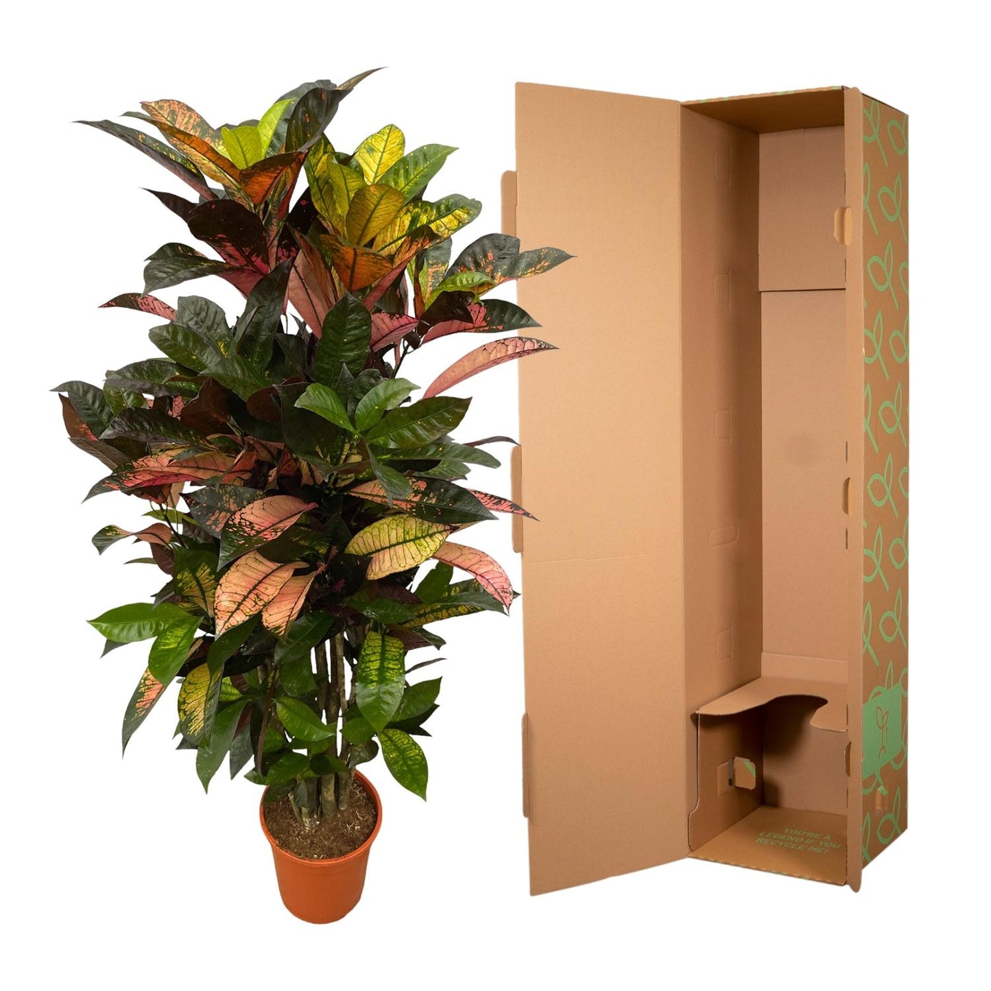 Kroton 'Iceton' – Farbenfrohe Zimmerpflanze 120 cm