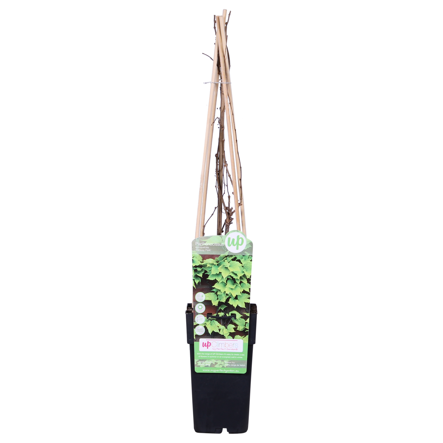 Parthenocissus tricuspidata 'Fenway Park' - GelbgrÃ¼ner WildflÃ¼gel - Ø15cm - ↕65cm