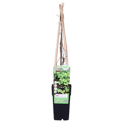 Parthenocissus tricuspidata 'Fenway Park' - GelbgrÃ¼ner WildflÃ¼gel - Ø15cm - ↕65cm