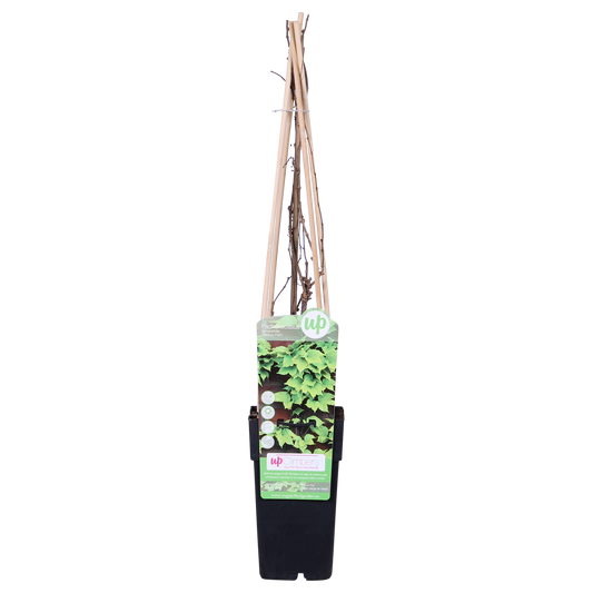 Parthenocissus tricuspidata 'Fenway Park' - GelbgrÃ¼ner WildflÃ¼gel - Ø15cm - ↕65cm