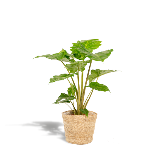 Alocasia Portodora - Ø21cm - ↕80cm + Korb Selin