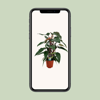 Philodendron New Red Pyramide - Ø19cm - ↕75cm