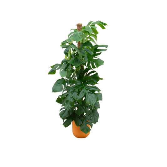 Monstera Fensterblatt XL – 150 cm im gelben Design-Topf