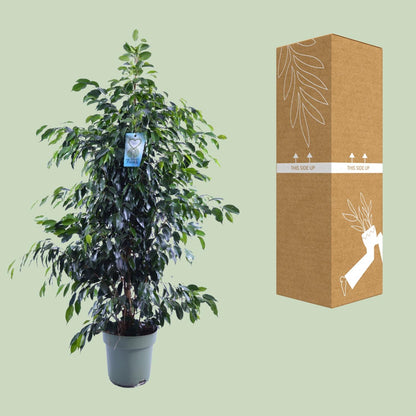 Ficus Benjamina Midnight Lady - Ø27cm - ↕140cm