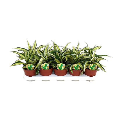 Dracaena Malaika - Ø12cm - ↕22cm