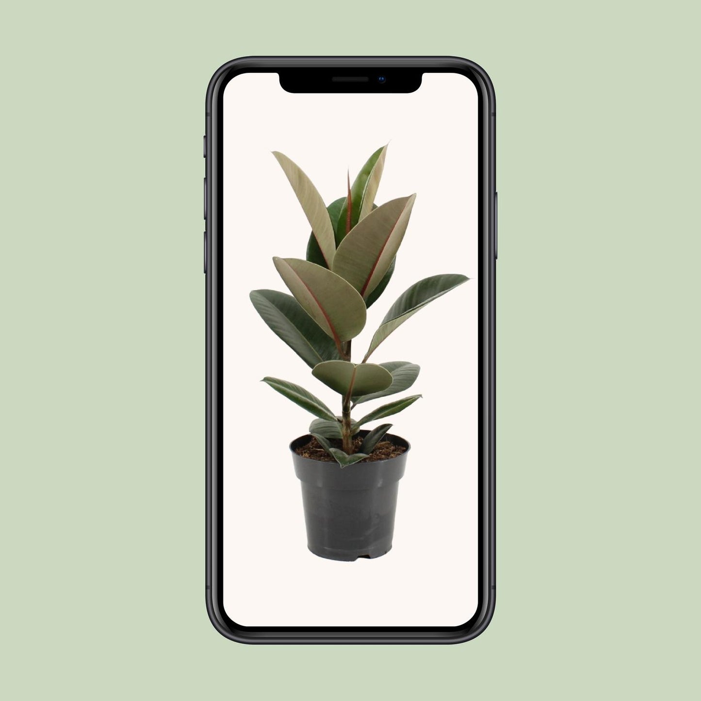 Ficus Elastica Robusta - Ø17cm - ↕55cm