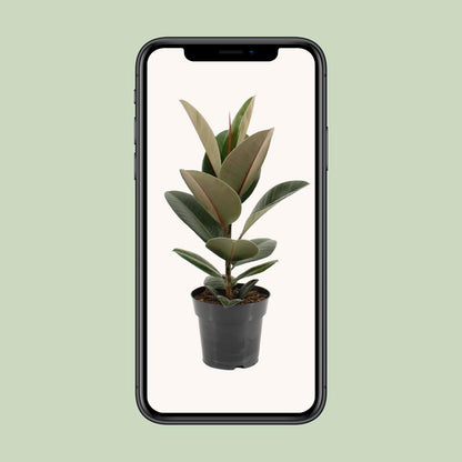 Ficus Elastica Robusta - Ø17cm - ↕55cm