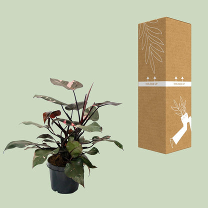 Philodendron Pink Princess - Ø21cm - ↕65cm