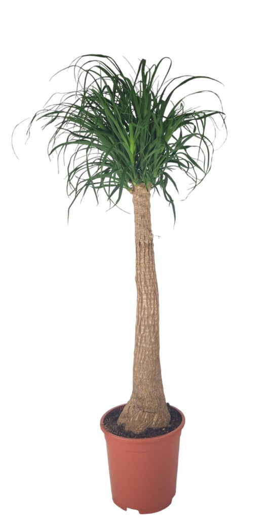 Beaucarnea Nolina - Ø27cm - ↕120cm