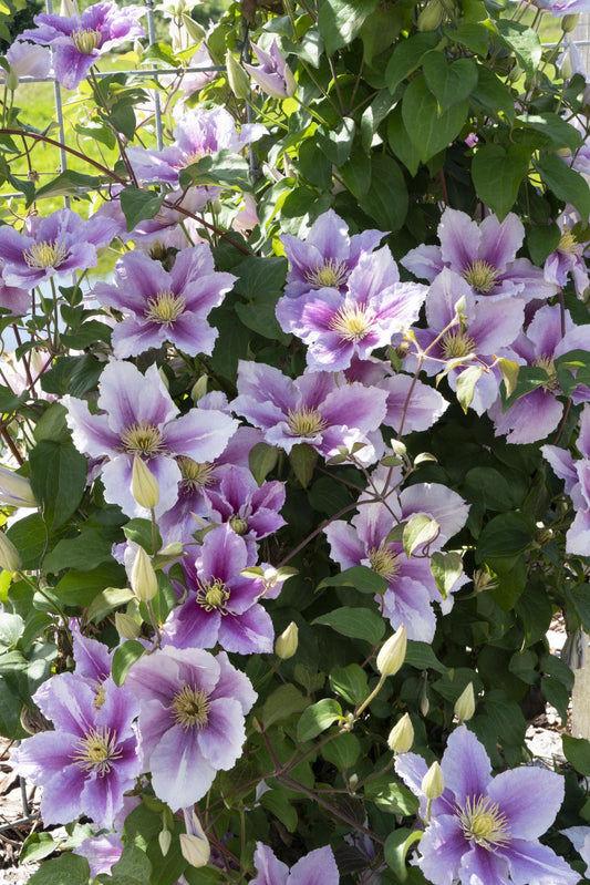 3x - Clematis Piilu - ↨65cm - Ø15