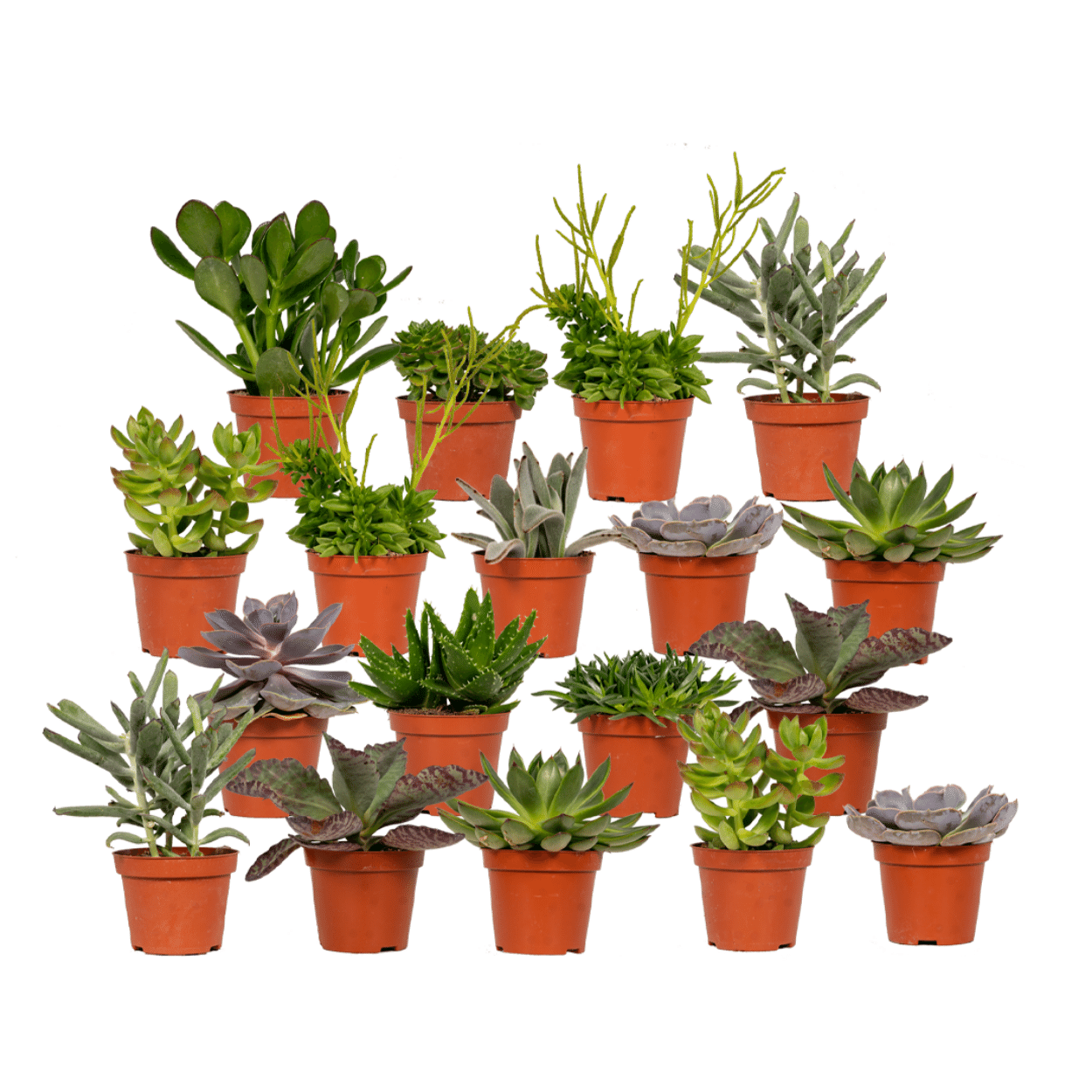 Everspring - Sukkulenten Mix - 18 Stück - 10 cm - Ø8,5 - 18