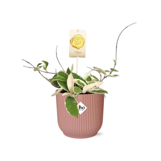Hoya Carn.’Krimson Queen’ in ELHO Vibes Fold 14cm roze