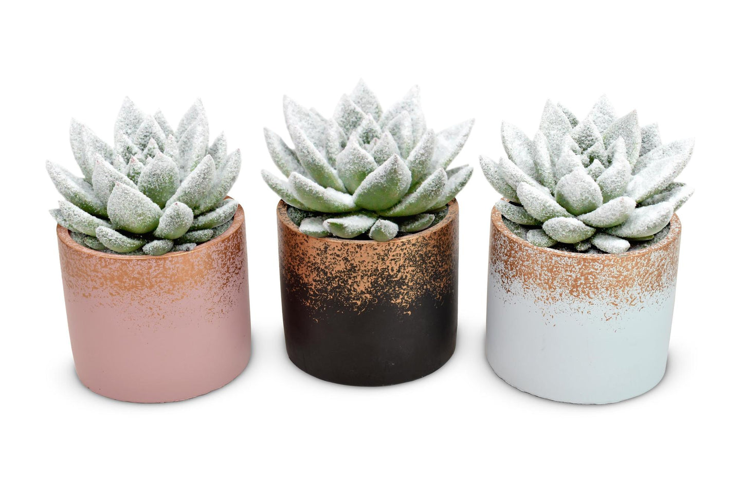 Echeveria Natural + Snow in Lara Ceramics - 3 stuks - Ø8,5cm - ↕11cm