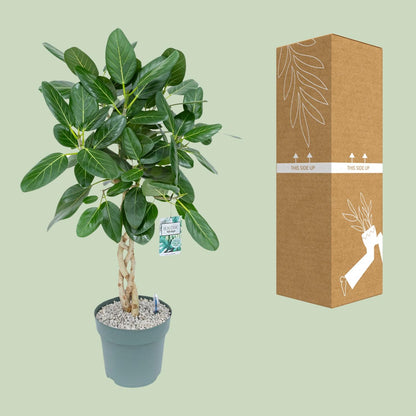 Ficus Altissima - Ø27cm - ↕110cm
