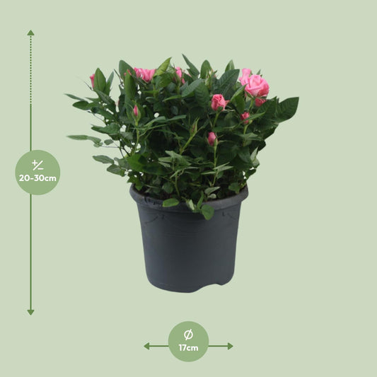 Rosa Jewel Patio Sparkling - Ø17cm - ↕30cm