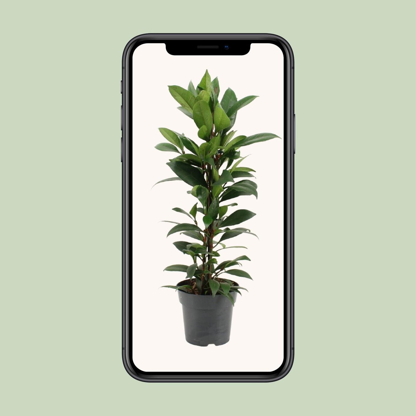 Ficus Cyathistipula - Ø17cm - ↕70cm