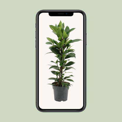 Ficus Cyathistipula - Ø17cm - ↕70cm