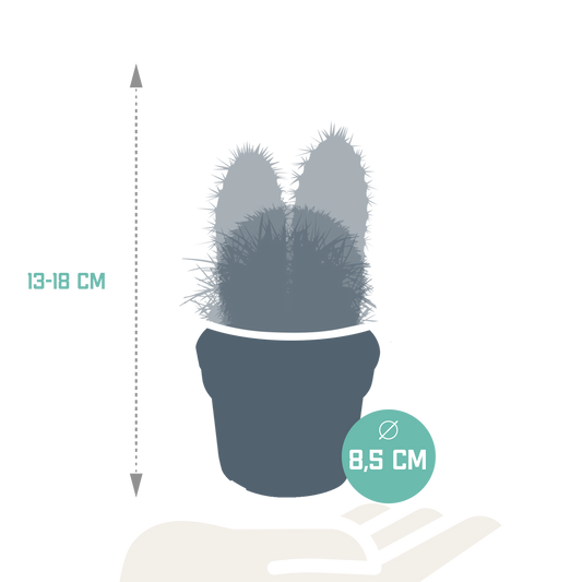 Kakteenmischung 8,5 cm - 3x - zonder pot