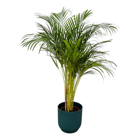 Areca Palme 130 cm – Goldfruchtpalme im blauen Design-Topf
