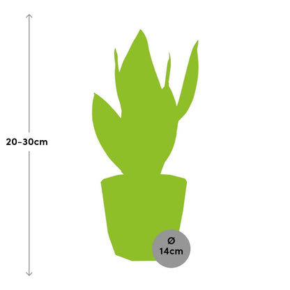 Sansevieria Futura Superba in ELHO b.for rock 14 cm warm grey