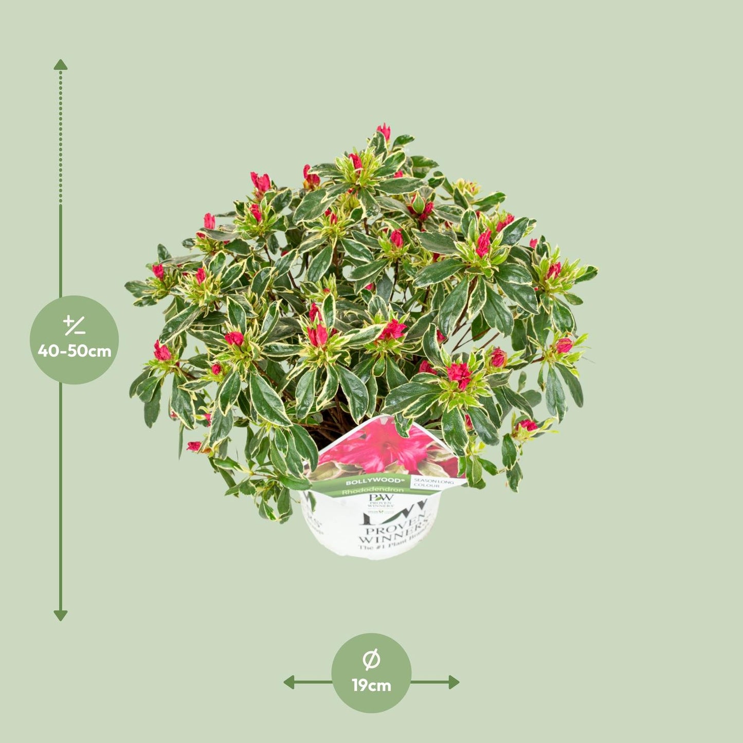 Rhododendron 'Bollywood' - Ø19cm - ↕30cm