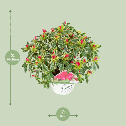 Rhododendron 'Bollywood' - Ø19cm - ↕30cm