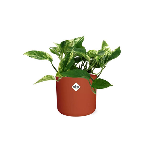 Scindapsus (Epipremnum) Marble Queen in ELHO b.for soft rond 14cm brique