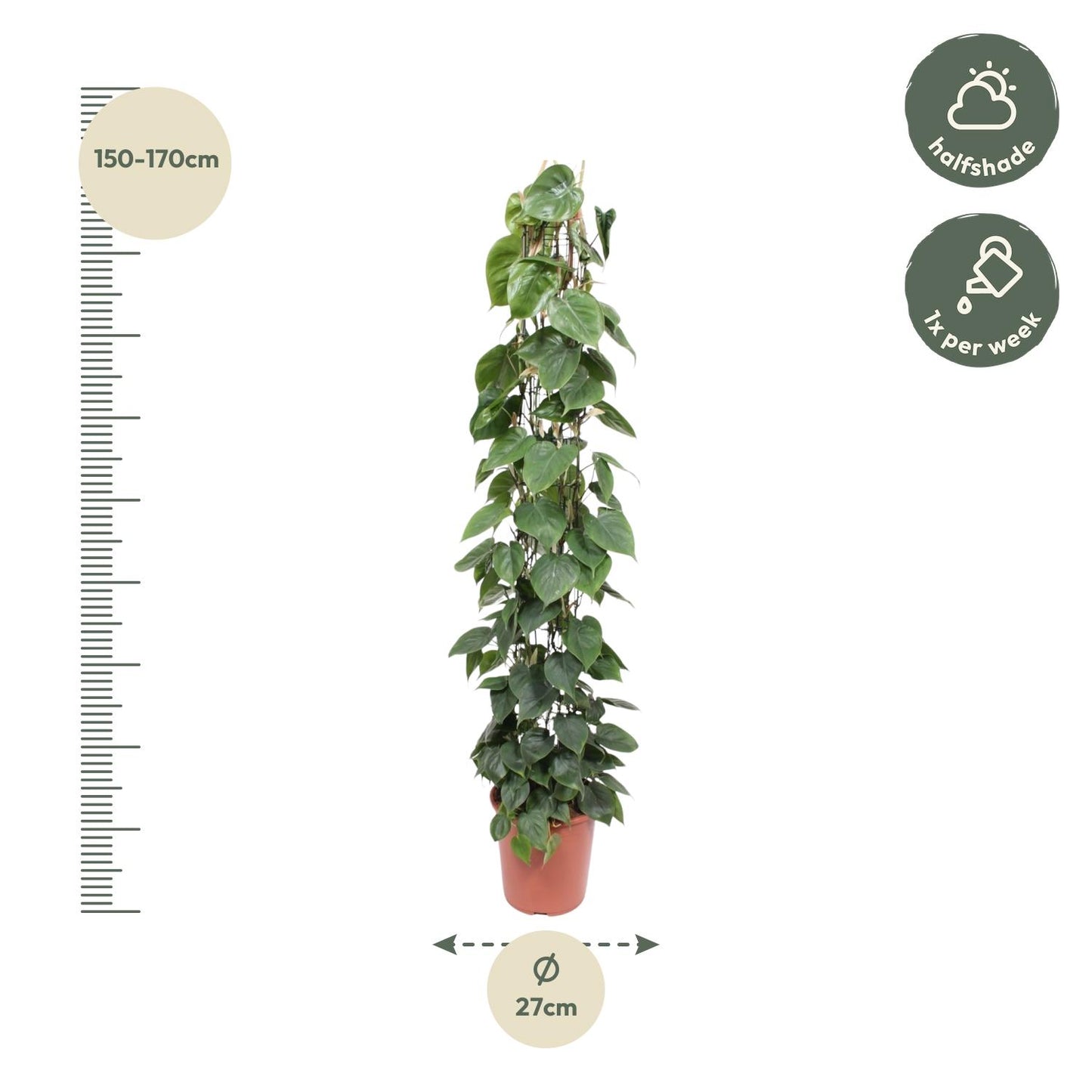 Philodendron Scandens – 160 cm pflegeleichte Rankpflanze