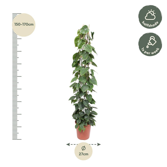Philodendron Scandens – 160 cm pflegeleichte Rankpflanze
