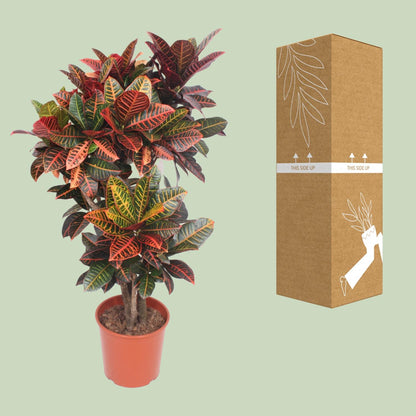 Codiaeum Petra (Croton Petra) - Ø30cm - ↕130cm
