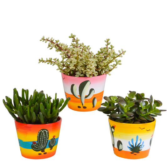 Crassula-Mischung 10,5 cm - 3x - in Mexicaanse pot