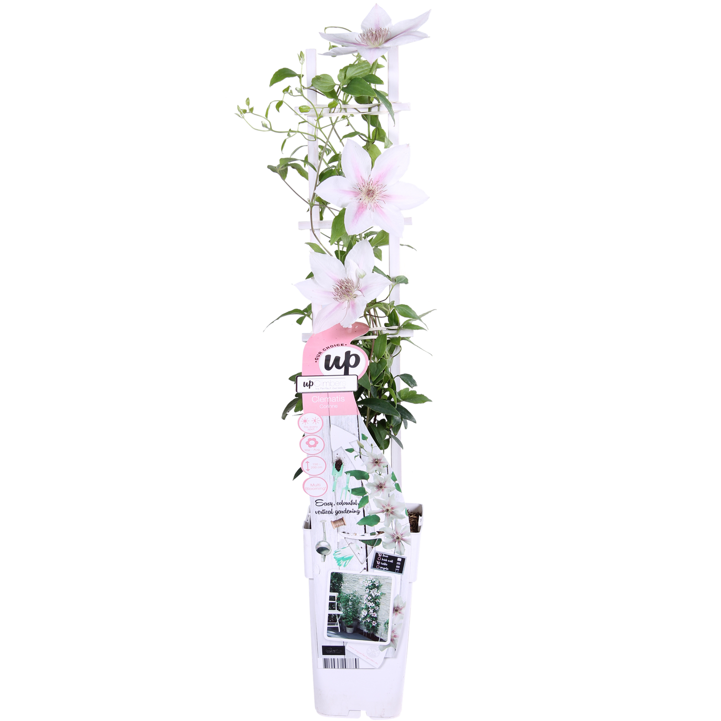 Clematis Corinne - Clematis Evison WeiÃŸ Ø15cm - ↕65cm - Ø15 - ↨65cm
