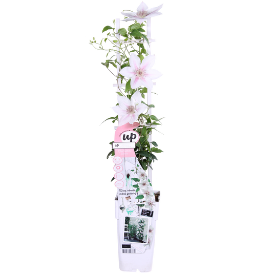 Clematis Corinne - Clematis Evison WeiÃŸ Ø15cm - ↕65cm - Ø15 - ↨65cm