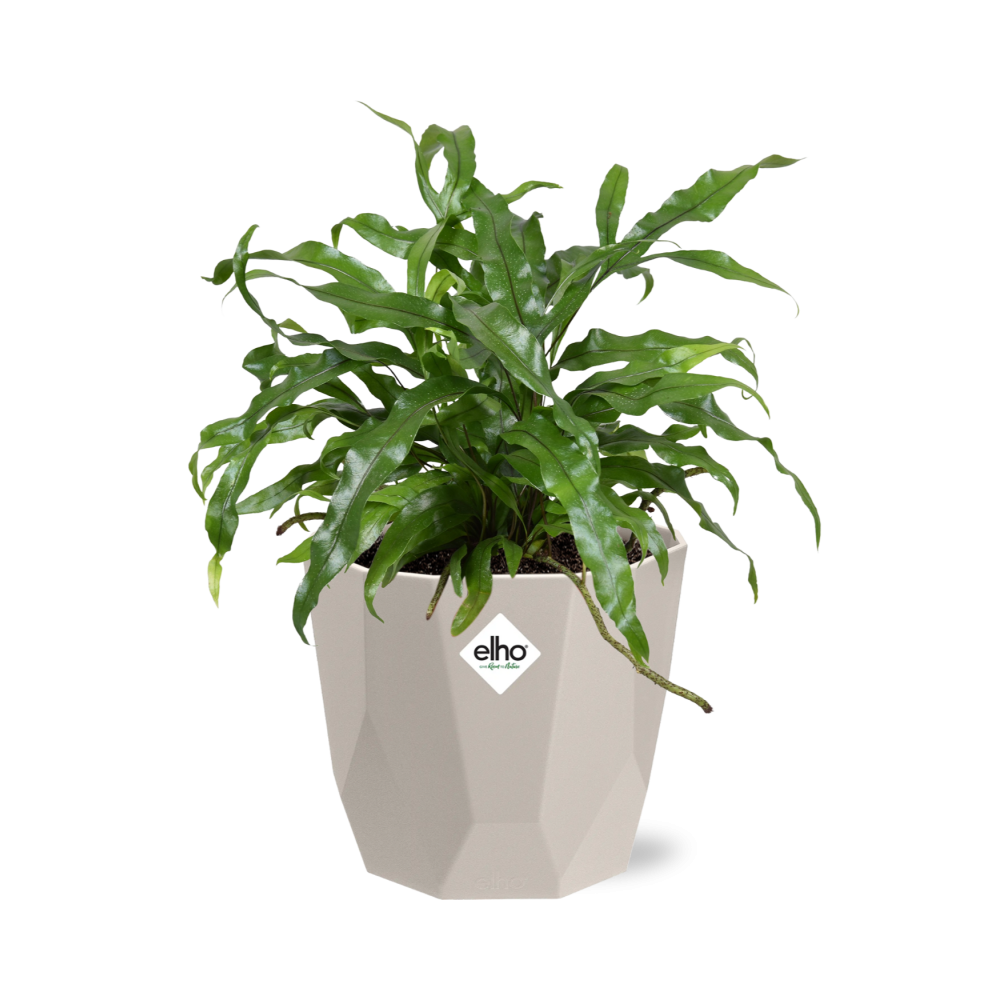 Microsorum Diversifolium in ELHO b.for rock 14 cm warm grey