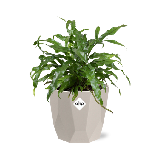 Microsorum Diversifolium in ELHO b.for rock 14 cm warm grey