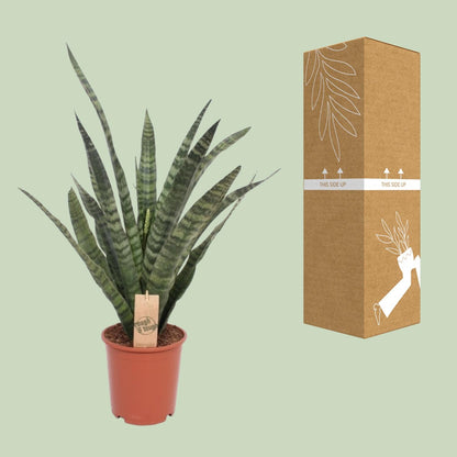Sansevieria Diamond Green - Ø19cm - ↕60cm