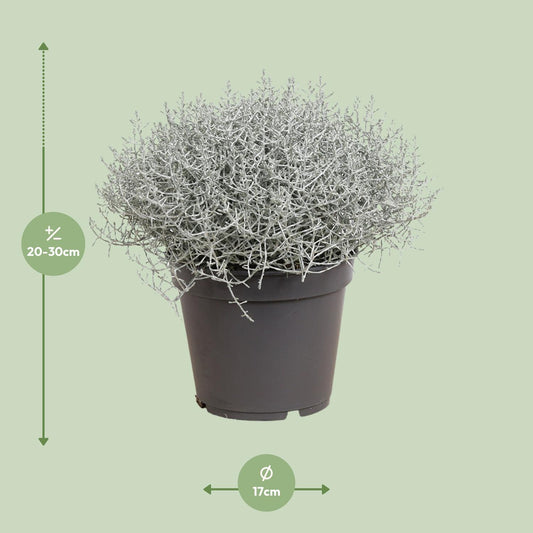 Leucophyta (Calocephalus) Brownii - Ø17cm - ↕30cm