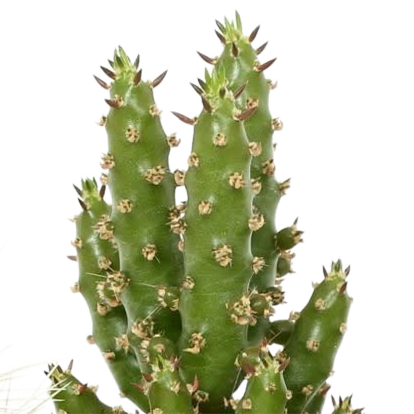 Kakteenmischung 5,5 cm - 5x - in Mexicaanse pot