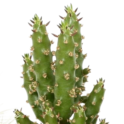 Kakteenmischung 5,5 cm - 5x - in Mexicaanse pot