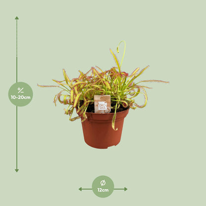 Drosera Capensis - Ø12cm - ↕17cm