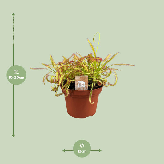 Drosera Capensis - Ø12cm - ↕17cm