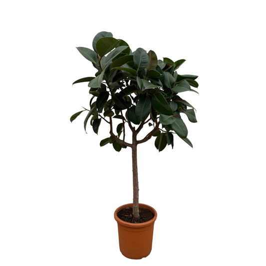 Gummibaum 'Robusta' – Pflegeleichte Zimmerpflanze 190 cm